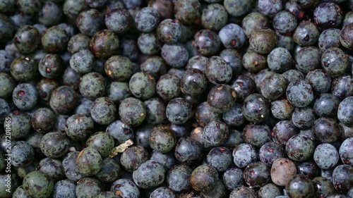 Acai berry harvest. Macro close up of fresh raw acai berries. Detail of dark purple organic acai berry fruits background. Agricultural farming concept.