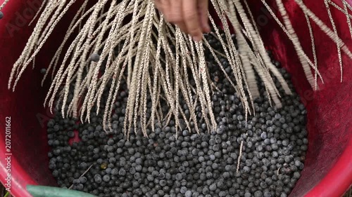 Acai berry harvest. Farmer hands stripping fresh raw acai berries from branches into a red basin. Close up of organic acai berry agricultural farming concept.