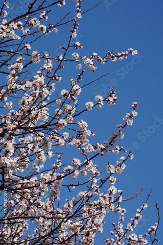 blossoming apricot. branch of blossoming apricot against the blue sky