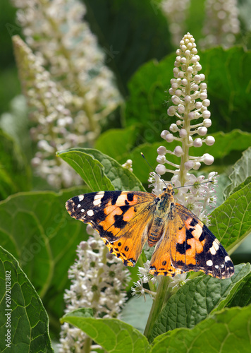 a bright orange butterfly painted lady on exotic white flowers in the garden