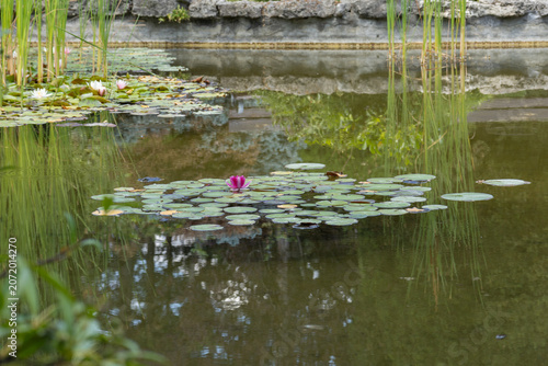 Canvastavla water lilies in the pond