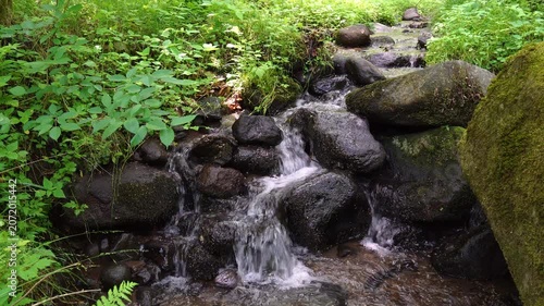 原生林を流れる小川と小さな滝