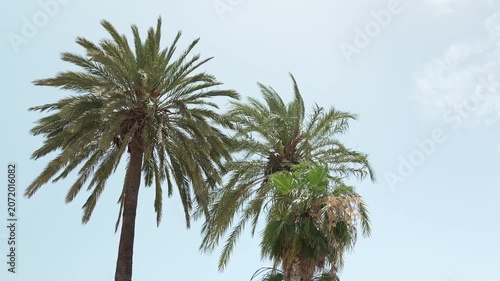 Palm trees, Torre Del Mar Beach, Andalusia