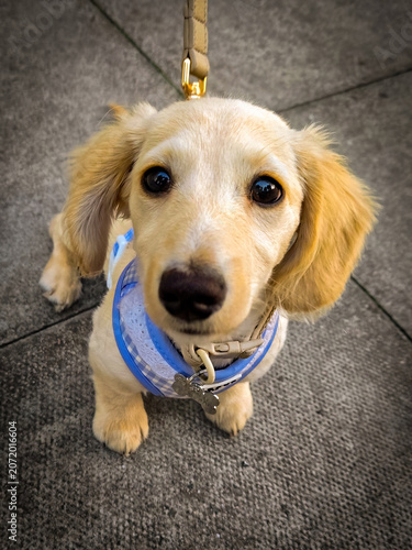 A little Puppy looking at the camera