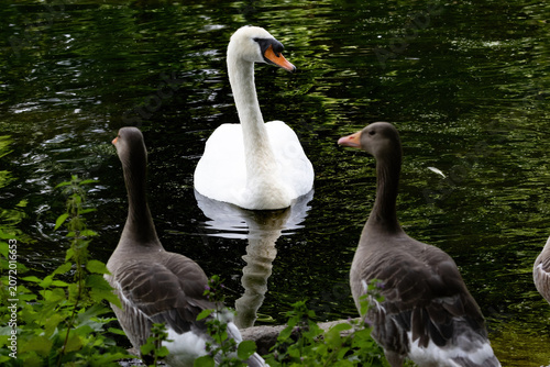 A swan with geese at a pond