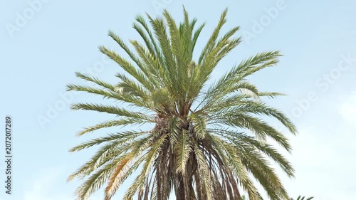 Palm trees, Torre Del Mar Beach, Andalusia