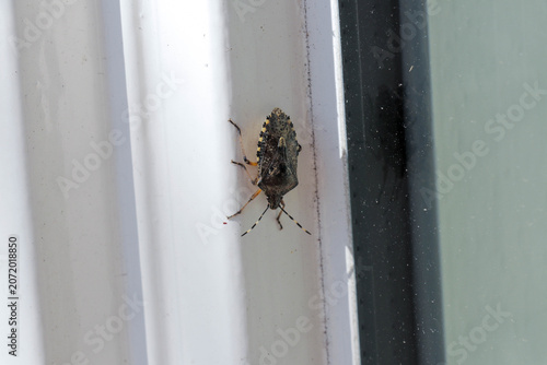 Fotografie Brown marmorated stink bug on a white window frame