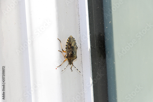 Fotografía Brown marmorated stink bug (Halyomorpha halys) resting on a white window frame