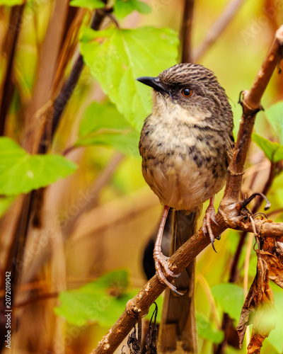 Himalayan Prinia is a tiny, active warbler with a long tail and olive-brown plumage. Found in scrublands and forest edges, it busily hunts insects while giving sharp, distinctive calls.