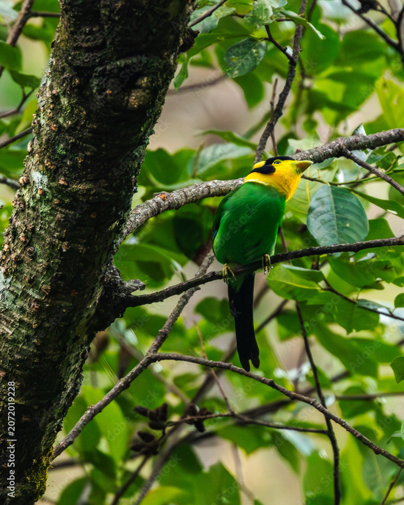 Obraz premium Long-tailed Broadbill is a colorful forest bird with vivid green plumage, blue throat, black cap, and long tail streamers. It forages in groups, feeding on insects and fruits in the canopy.
