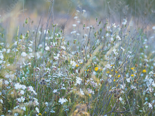 Tableau sur toile In der Hitze des Sommers blühen die Wiesen mit ihren Blüten um die Wette, softer