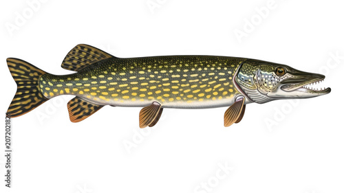 Large freshwater pike fish isolated on white background for fishing and wildlife illustration