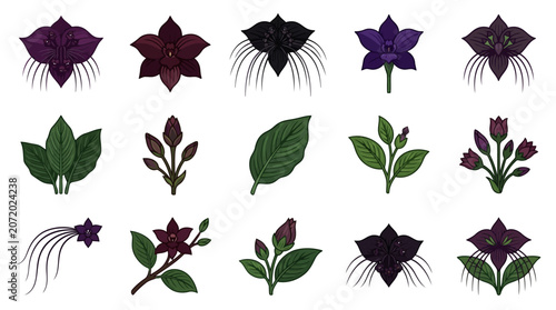 Fotografie Black Bat Lily Flower Vector Illustration | Exotic Tropical Botanical Artwork |