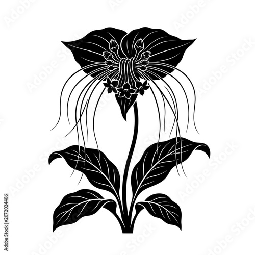 Black Bat Lily Flower Vector Illustration | Exotic Tropical Botanical Artwork | Rare Gothic Flower Design