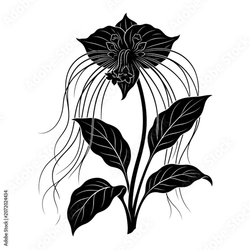 Black Bat Lily Flower Vector Illustration | Exotic Tropical Botanical Artwork | Rare Gothic Flower Design