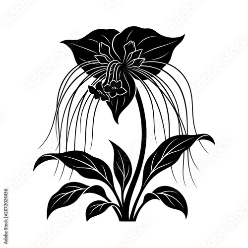 Black Bat Lily Flower Vector Illustration | Exotic Tropical Botanical Artwork | Rare Gothic Flower Design