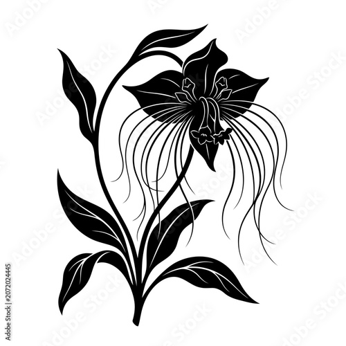 Black Bat Lily Flower Vector Illustration | Exotic Tropical Botanical Artwork | Rare Gothic Flower Design