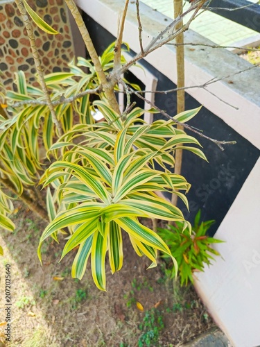 Vibrant green ornamental grass thriving in modern outdoor planter box.
