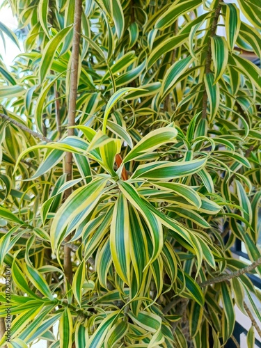 Close-up view of vibrant green tropical Dracaena plant leaves in sunlight.