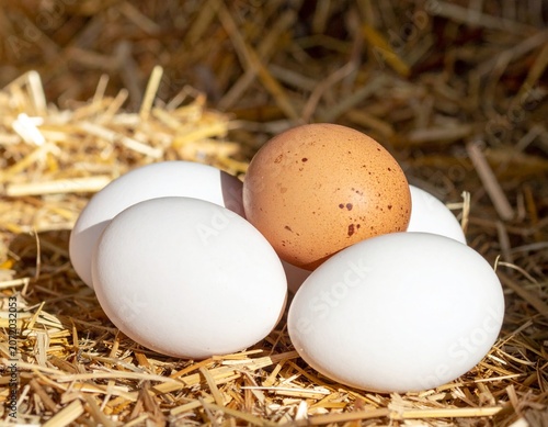 Fresh Chicken Eggs Collected on Rural Farm with Straw Background