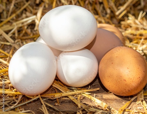 Fresh Chicken Eggs Collected on Rural Farm with Straw Background