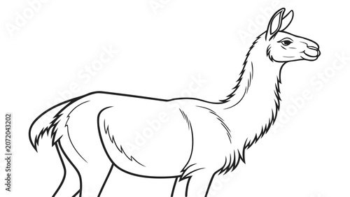 Фотография Close up line art portrait of a llama with portrait illustration monochrome