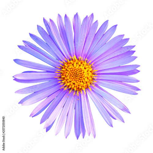 Close Up of a Vibrant Purple Aster Flower Isolated on a White Background