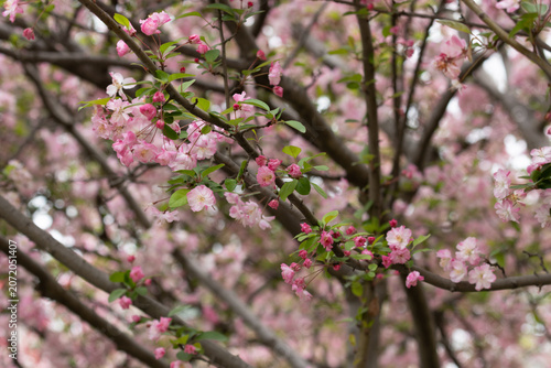 Delicate Pink Hall Crabapple Blossoms on Spring Branches