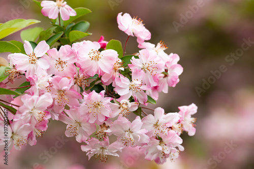 Delicate Pink Hall Crabapple Blossoms on Spring Branches
