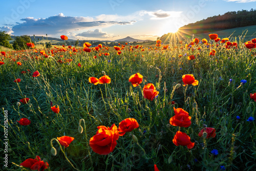 poppy meadow in Land of Extinct Volcanoes in Poland