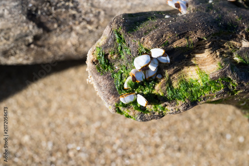 Canvastavla Some pelagic gooseneck barnacle (Lepas anatifera) on the driftwood
