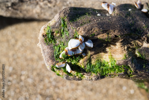 Canvastavla Some pelagic gooseneck barnacle (Lepas anatifera) on the driftwood