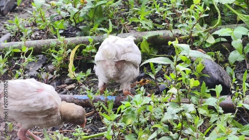 Three young chickens foraging for food in a lush green garden environment.
