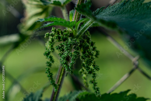 Green stinging nettle seeds close up shot on natural light.