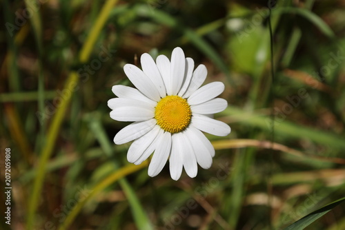 single Oxeye daisy blossom, white ray florets surrounding prominent yellow disc center (Leucanthemum-vulgare) (macro, close-up) 4319