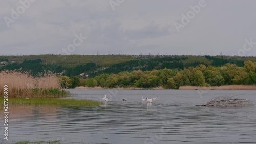 spring nature on the banks of the Dniester