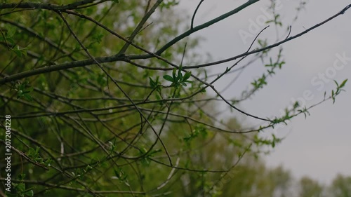 spring nature on the banks of the Dniester
