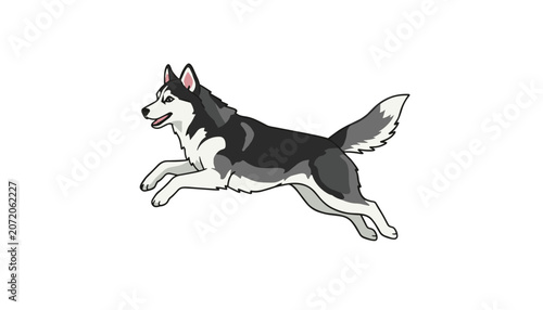 Siberian husky dog jumping and running midair with a happy expression isolated on a clean white background.