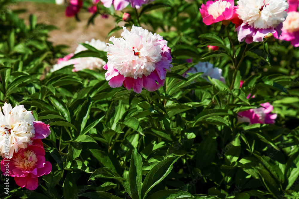 Fototapeta premium Varietal pink peonies bloom in a garden during spring showcasing their vibrant colors and lush green leaves