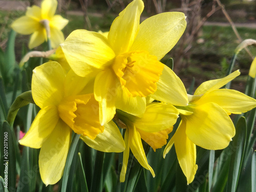 Daffodil (Narcissus) flower in spring garden