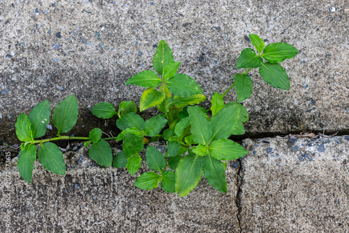 Foto Top-down view of a resilient green plant growing out of a deep crack in a rough grey concrete pavement