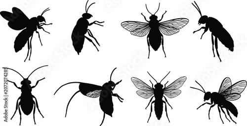 Black insect silhouettes collection isolated on white background, detailed vector bugs and flies illustration, entomology design elements, pest insect shapes, graphic clipart