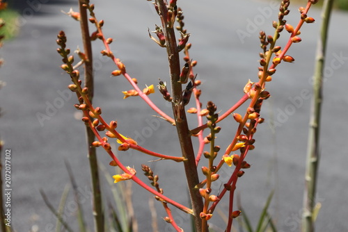 Bild auf Leinwand Red Yucca, tall, branching stalks, vibrant red, yellow tubular flowers, long, ar
