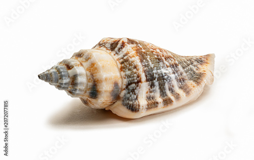 Nahaufnahme Kegelschnecke Freisteller - Dekoratives Gehäuse einer Meeresschnecke vor weißem Hintergrund