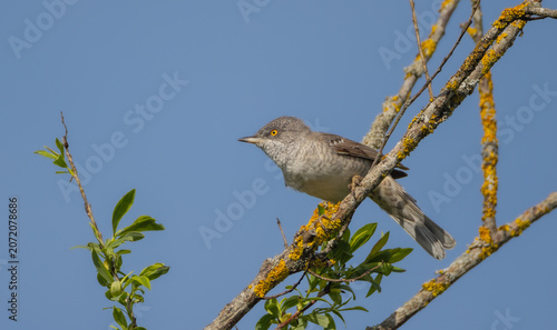 Photography Barred warbler - male bird at the bushes near the river in spring