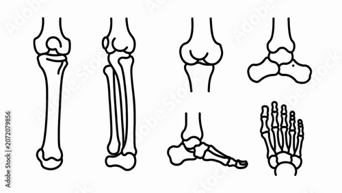 Cuadro en lienzo Human Leg and Foot Bone Anatomy Illustrations