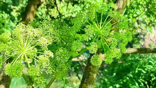 Giant Hogweed Sosnowskyi Green Umbel Flowers Near River — Invasive Plant Background