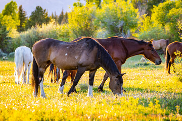 Brown and White Horses Grazing American Pasture