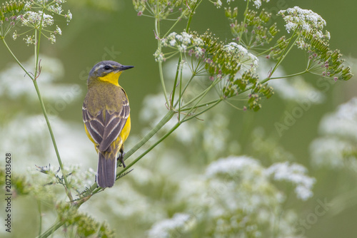 Quadro em tela Yellow wagtail - male bird in summer at a wet fields