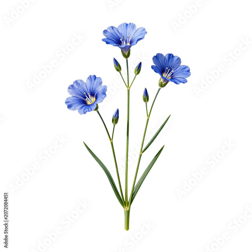 Elegant bouquet of blue flax flowers with buds on a white background